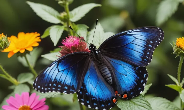 Black And Blue Butterfly Meaning: Unveiling The Symbolism Behind These Captivating Creatures